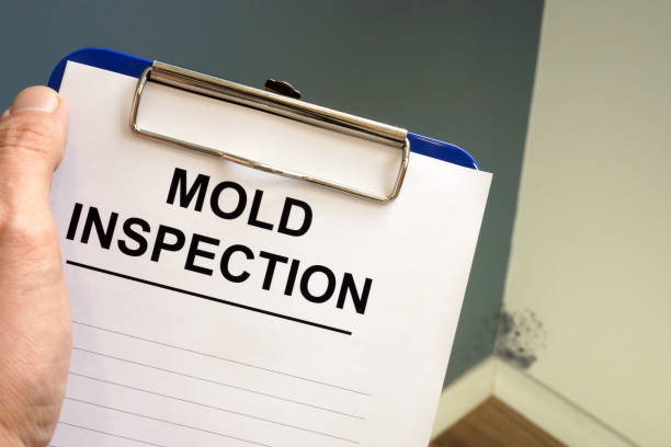 Best Mold Odor Removal Services  in New Martinsville, WV